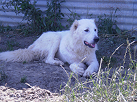 mastino abruzzese 